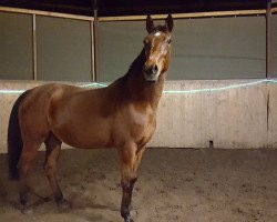 Zuchtstute Rahiba (Arabisches Halbblut / Partbred, 1997, von Rayo ox)