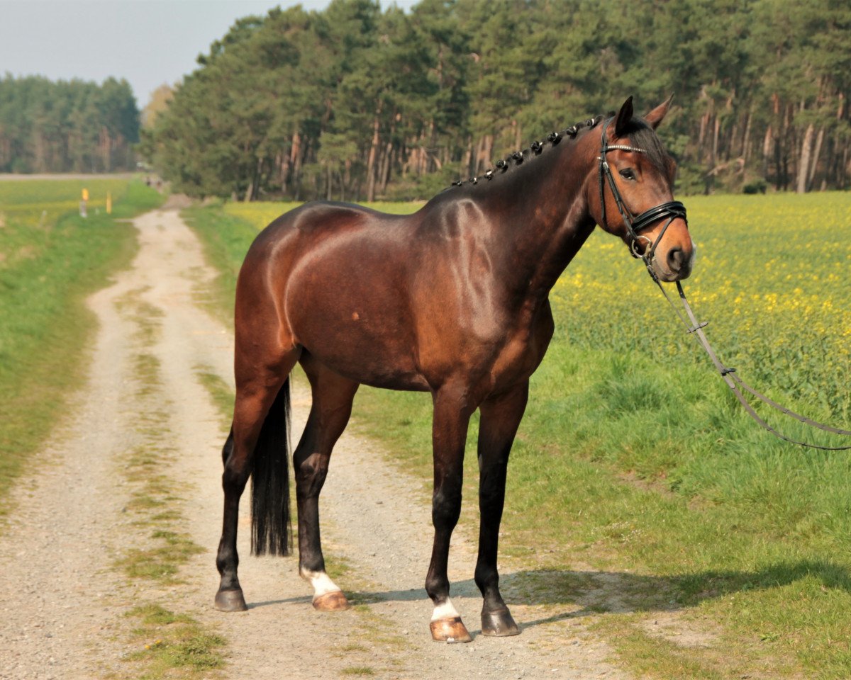 Springpferd Valegro 4 (Hannoveraner, 2009, von Valentino)