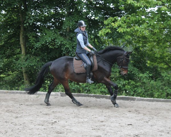 dressage horse Paul (Oldenburg, 2005)