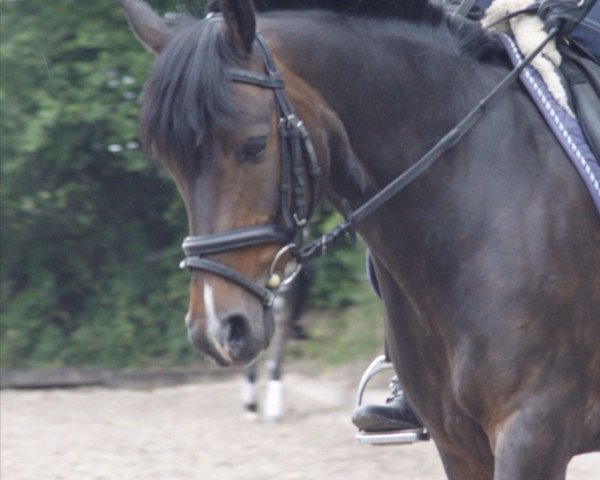 horse Harry 212 (German Riding Pony, 2003, from Henry)