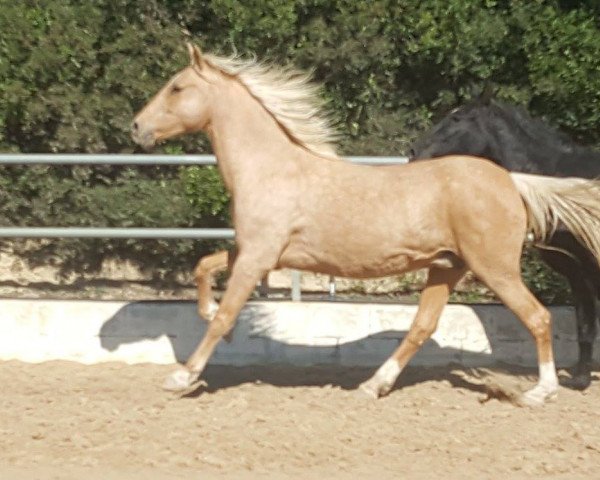 Pferd TOMALA (Lusitano, 2001)