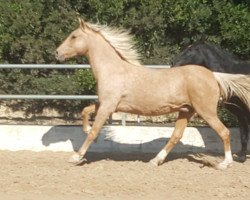 horse Tomala (Lusitano, 2001)