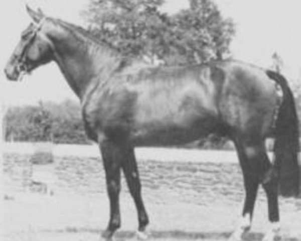 stallion Hamilcar (Selle Français, 1973, from Cor de Chasse)