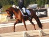 dressage horse Ine 2 (German Riding Pony, 2007, from Constantin)