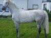 horse Casandra L (Holsteiner, 1997, from Cascavelle)