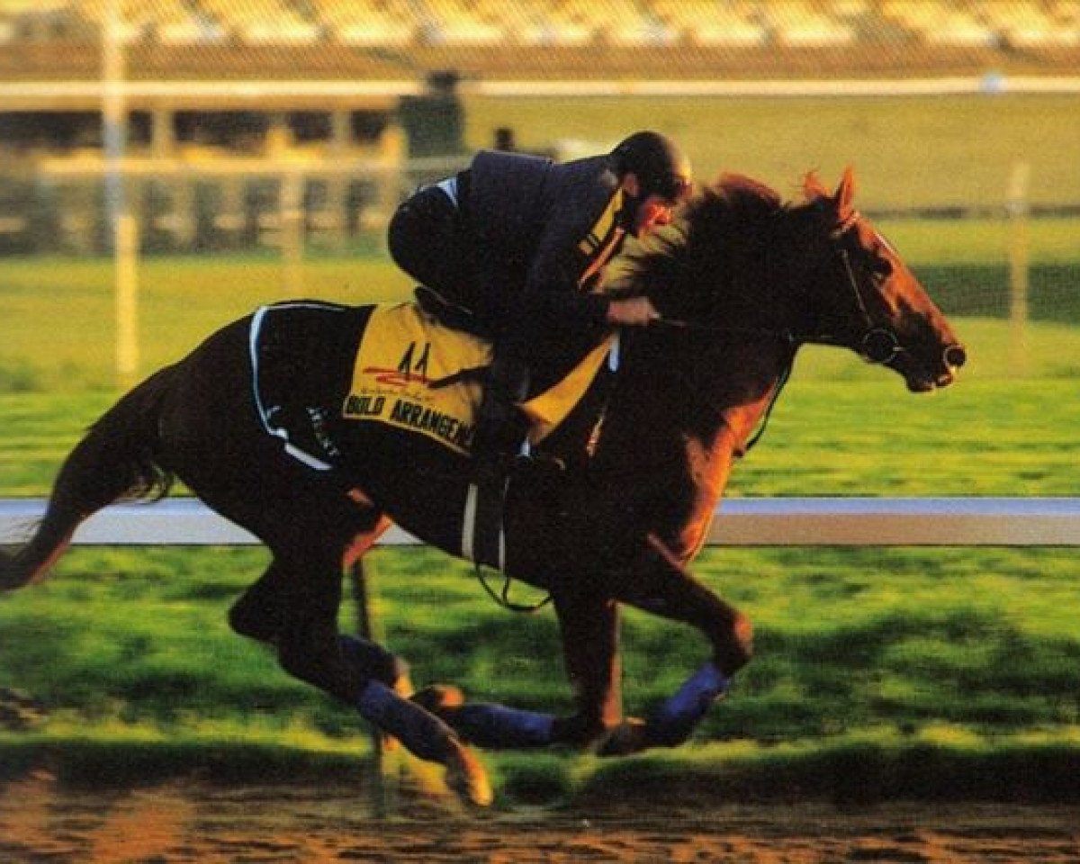 stallion Bold Arrangement xx (Thoroughbred, 1983, from Persian Bold xx)