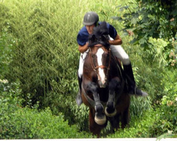 stallion Alto de B'Neville (Selle Français, 1988, from Starter)
