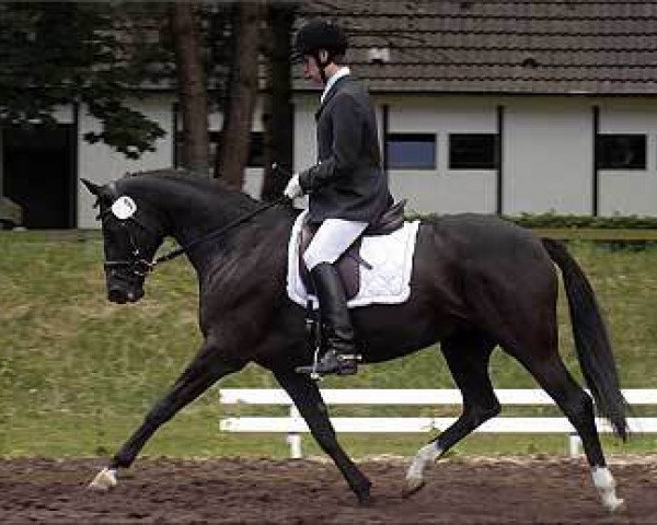 broodmare Kleeblüte II (Trakehner, 2001, from Münchhausen)