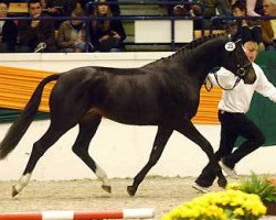 dressage horse Paco Rabanne (Trakehner, 2007, from Herzensdieb)