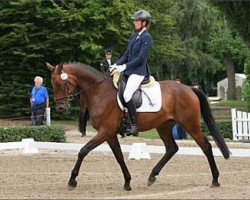 Pferd Shevan (Trakehner, 2010, von Van Deyk)