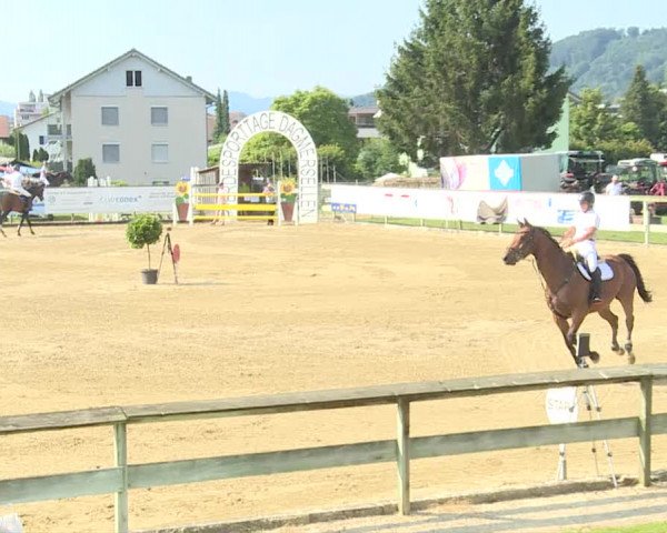 Reitturnier Dagmersellen 2019
