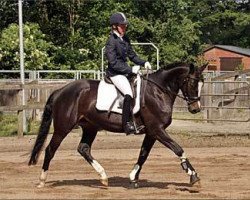 dressage horse Impression (Trakehner, 2008, from C'est bon)