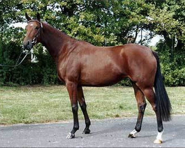 broodmare Mayflower (Hanoverian, 2001, from Markus Deak xx)