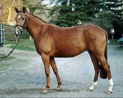 broodmare Milva (Hanoverian, 2004, from Markus Deak xx)