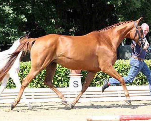 broodmare White Star Regentin (Hanoverian, 2001, from White Star)