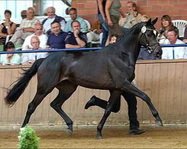 broodmare Shannon Dream (Trakehner, 2005, from Couracius)