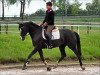 broodmare Kornblume XVII (Trakehner, 2005, from Donaufischer)