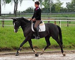 broodmare Kornblume XVII (Trakehner, 2005, from Donaufischer)