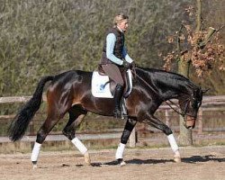 broodmare Robinson's Kaikoura (Trakehner, 2004, from Kostolany)