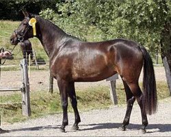 broodmare Donaukristall (Trakehner, 2008, from Herzkristall)