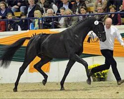 Springpferd Donaustern (Trakehner, 2011, von Abendtanz)