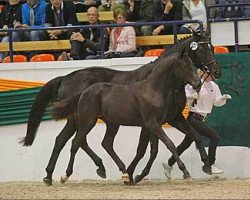 dressage horse Donausturm (Trakehner, 2011, from Amadelio)