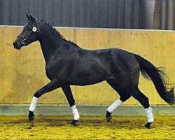 broodmare Donaufischerin (Trakehner, 2006, from Donaufischer)