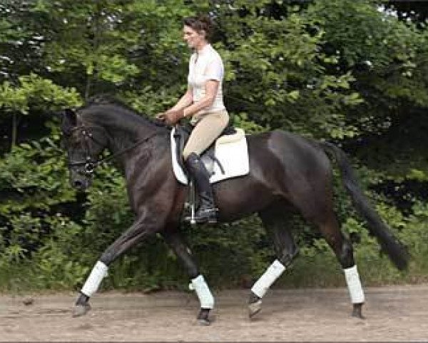 Zuchtstute Donauaue (Trakehner, 2009, von Camaro)