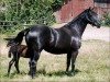 broodmare Dekade vom Klosterhof (Trakehner, 1999, from Hohenstein I)