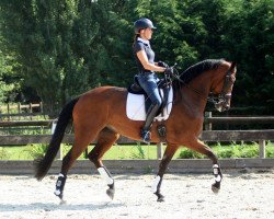 dressage horse Ucelle De L'Ocean (Hanoverian, 2008, from Londonderry)