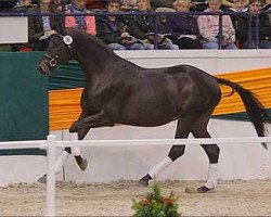 dressage horse Conline (Trakehner, 2009, from Songline)