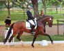 dressage horse Durbridge 32 (Westphalian, 2008, from Danone 4)