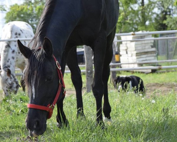 horse ZA Scarlet (Arabian, 2004, from Rona Romeo)