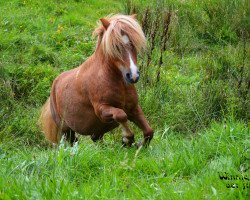 horse Winnie (Shetland pony (under 87 cm), 2012, from Wake up van de Zandhoven)