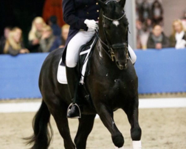 dressage horse Accountancy Ultimo (KWPN (Royal Dutch Sporthorse), 2001, from Welt Hit II)