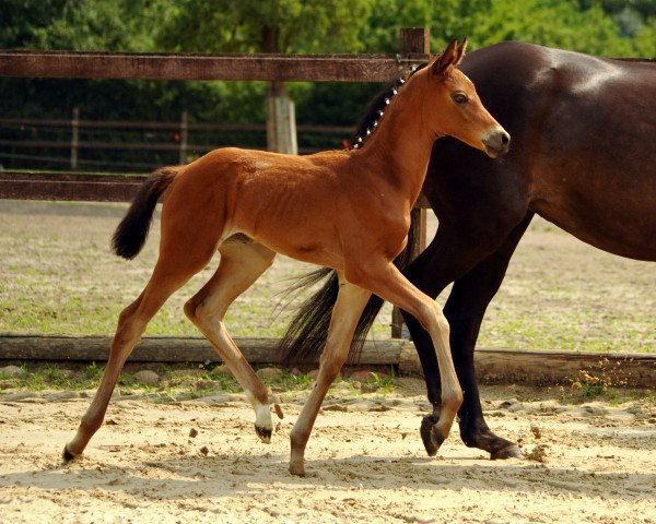 Dressurpferd Taralina (Trakehner, 2016, von High Motion 2)