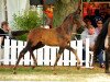 dressage horse Indiskret (Trakehner, 2016, from Saint Cyr)