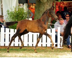 Dressurpferd Indiskret (Trakehner, 2016, von Saint Cyr)