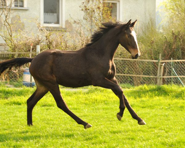 dressage horse Hengst 2015 von Saint Cyr x Coriander (Mecklenburg, 2015, from Saint Cyr)