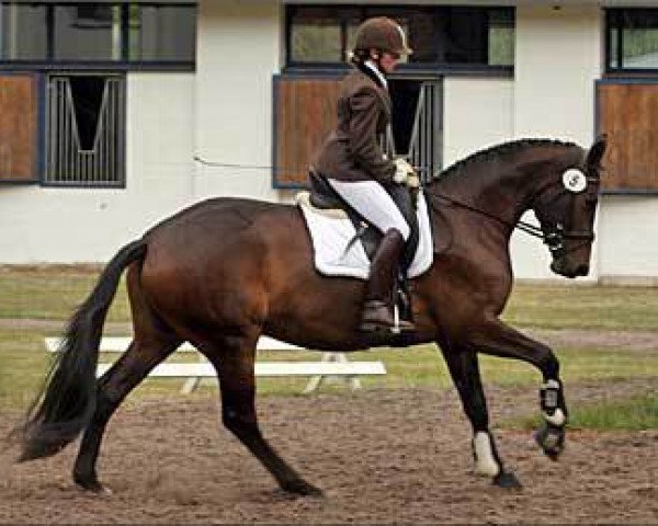 broodmare Perserfürstin (Trakehner, 2009, from Monteverdi)