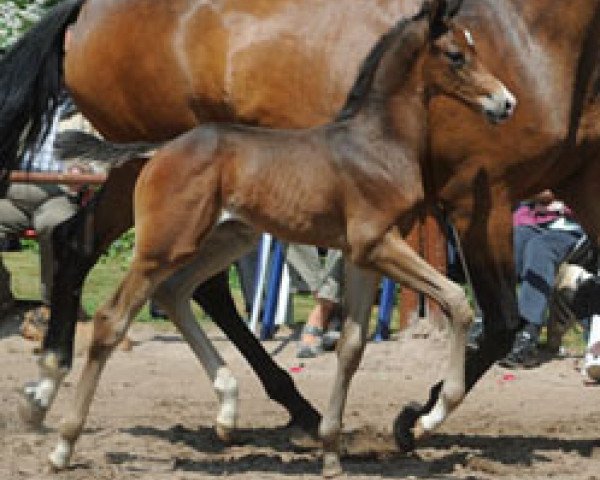 dressage horse Kosmo le Beau (Trakehner, 2011, from Saint Cyr)