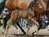 jumper Kosmo le Beau (Trakehner, 2011, from Saint Cyr)