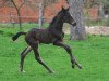 dressage horse Saint Aleppo (Mecklenburg, 2011, from Saint Cyr)