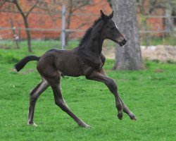 dressage horse Saint Aleppo (Mecklenburg, 2011, from Saint Cyr)