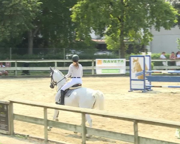Reitturnier Dagmersellen 2019