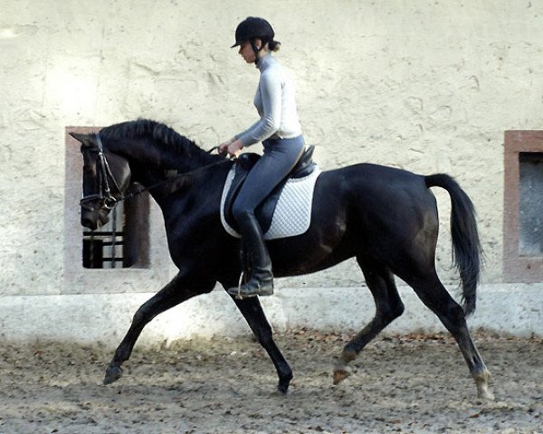 jumper Made by Kostolany (Trakehner, 2007, from Kostolany)