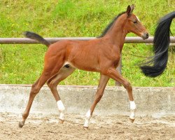 dressage horse Hengst von Oliver Twist x Kostolany (Oldenburg, 2015, from Oliver Twist)