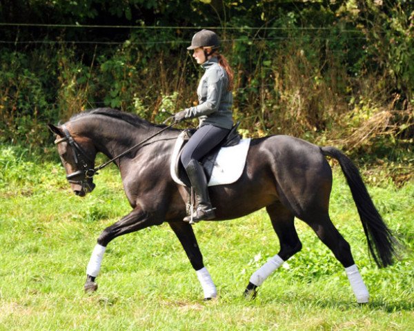 dressage horse Schumi (Oldenburg, 2010, from Summertime)