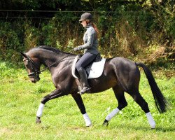 dressage horse Schumi (Oldenburg, 2010, from Summertime)