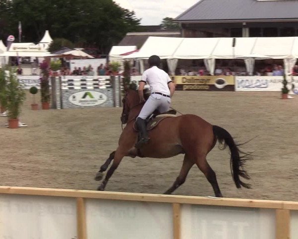 Reitturnier Hörup 2019